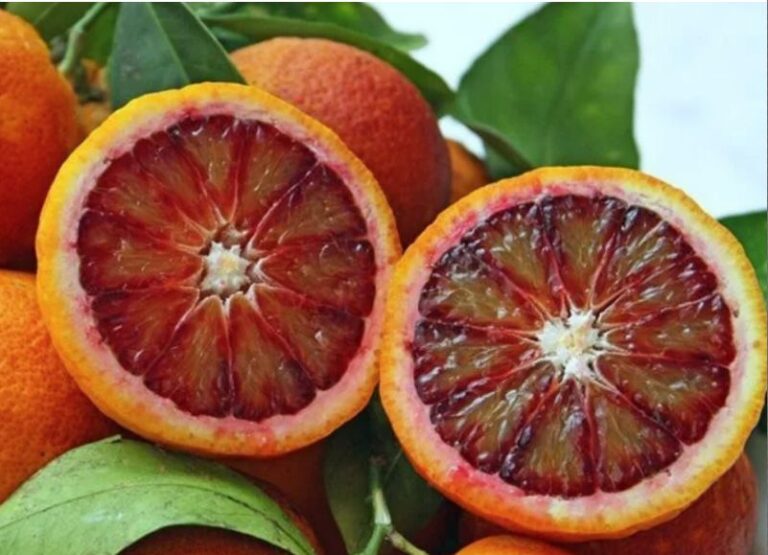 Citrus sinensis "KOROLOK BATUMSKIJ"