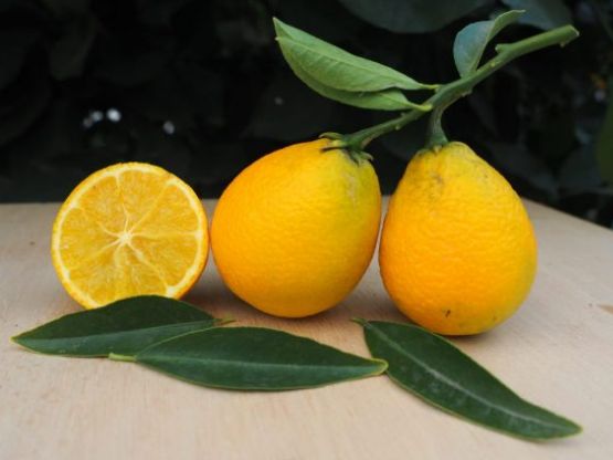 × Citroncirus sp. "THOMASVILLE"