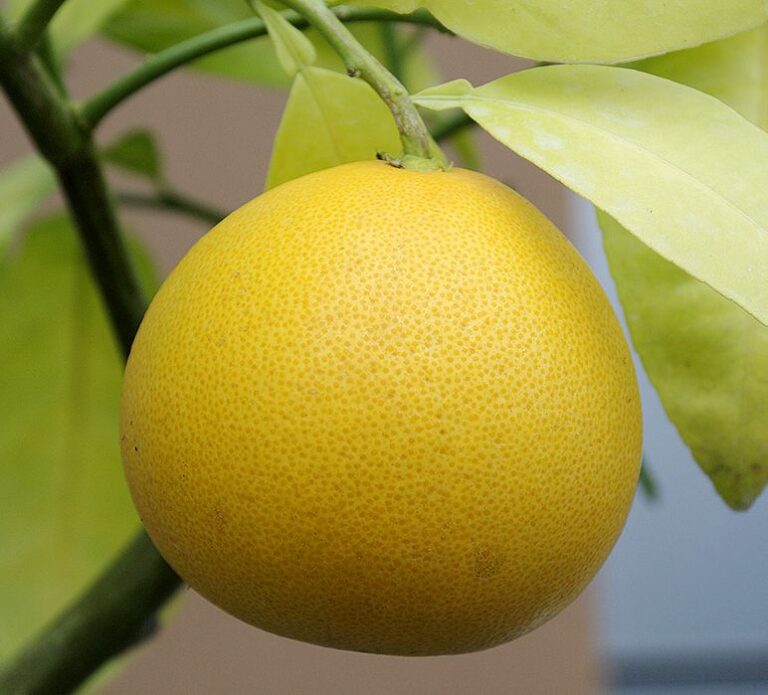 Citrus paradisi "GRUŠEVIDNYJ"