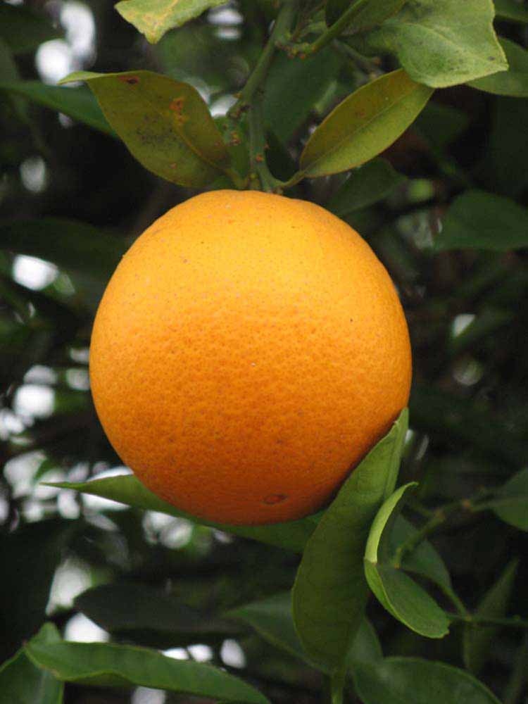 Citrus sinensis "THOMSON"