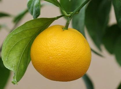 Citrus sinensi "SKOROSPĚLYJ"