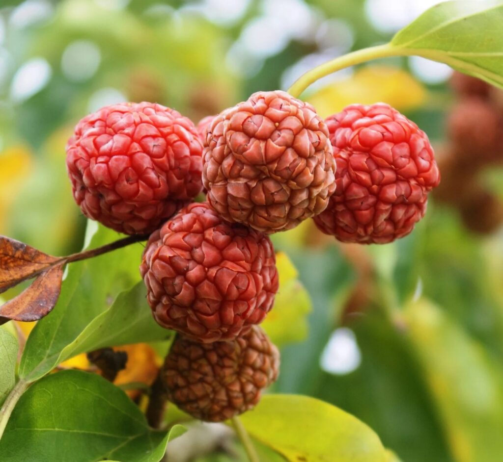 KUDRÁNIA (Cudrania tricuspidata), kont.