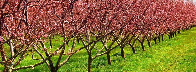 Pestovanie ovocných drevín