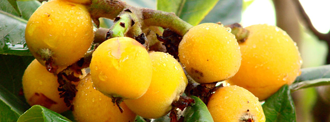 Subtropické ovocniny