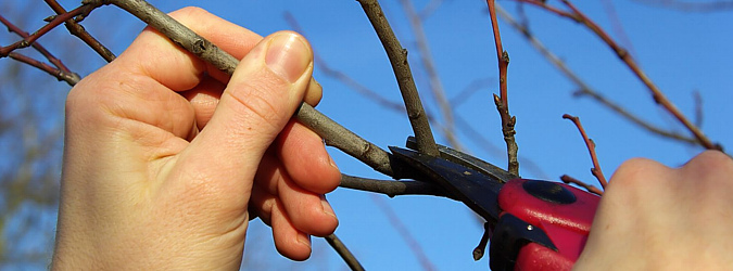 Tvarovanie a rez ovocných drevín