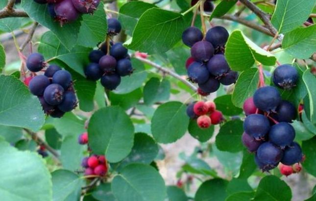 Amelanchier (muchovník)