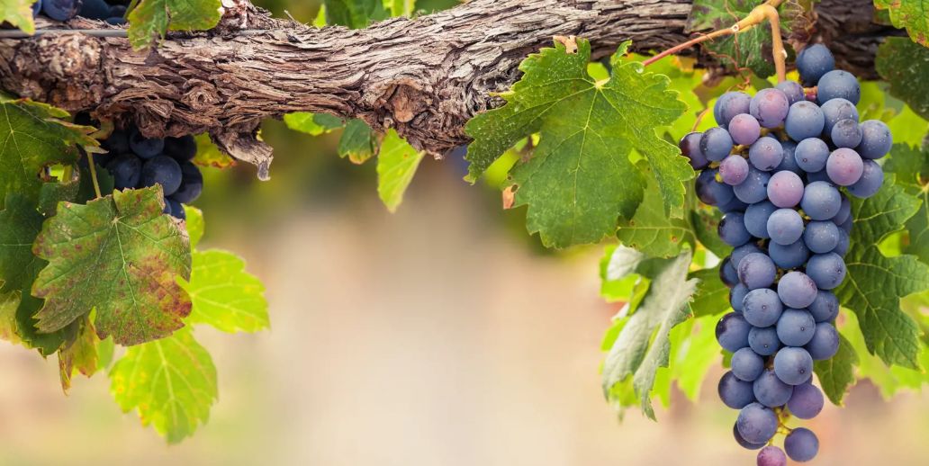 Vinič stolový (bal.)