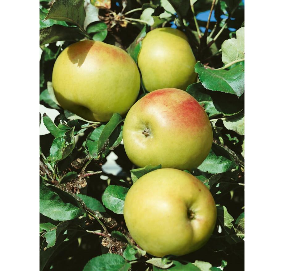 Jabloň stĺpovitá BOLERO, kont.