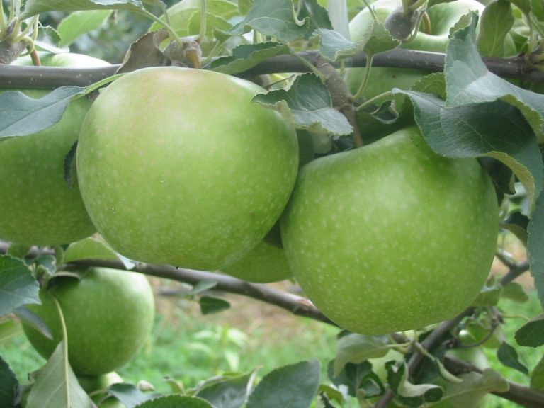 Jabloň GRANNY SMITH, kont.