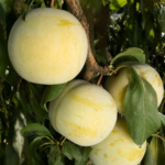 Pluot® FLAVOR QUEEN, kont.