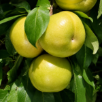 Pluot® FLAVOR QUEEN, kont.
