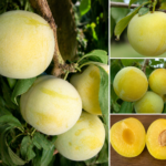 Pluot® FLAVOR QUEEN, kont.