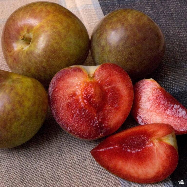 Pluot® FLAVOR SUPREME, kont.