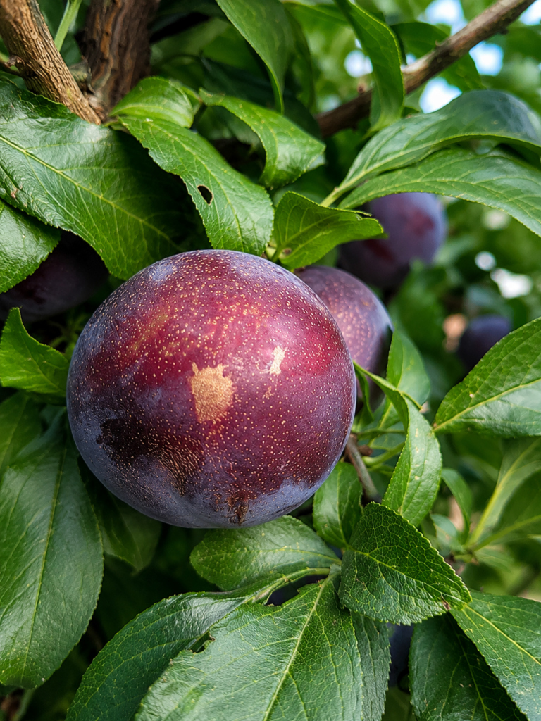 Pluot® FLAVOR SUPREME, kont.